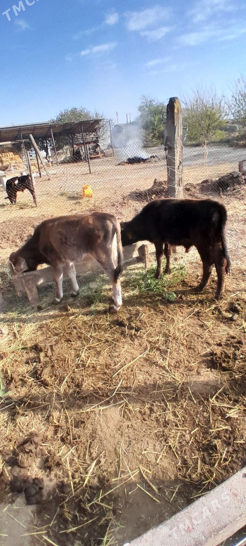 siwes 3sanak öküz - Бахарден - img 1