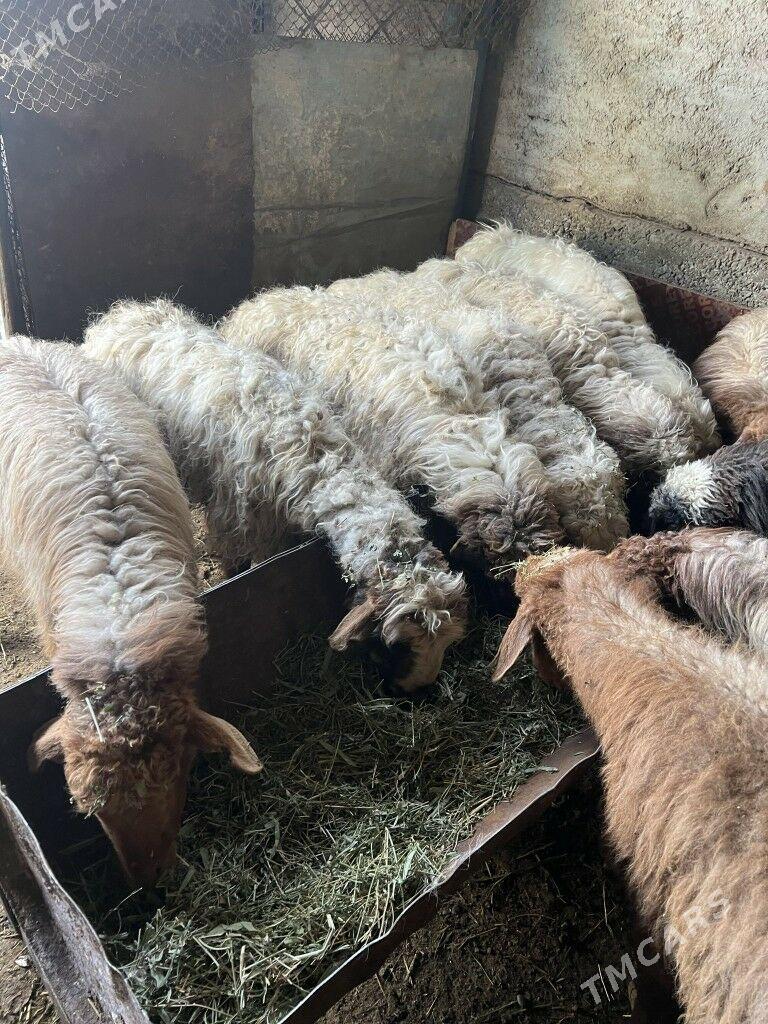 Goýun - Район ст. Аэропорта, ул. Гагарина - img 5