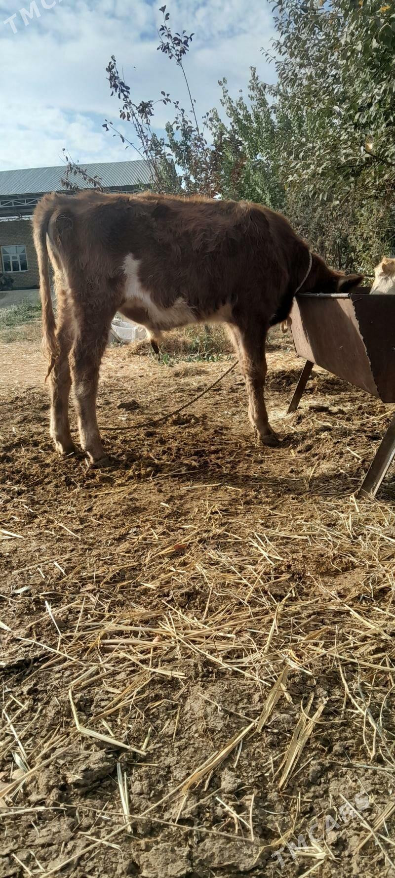 siwes 3sanak öküz - Бахарден - img 3