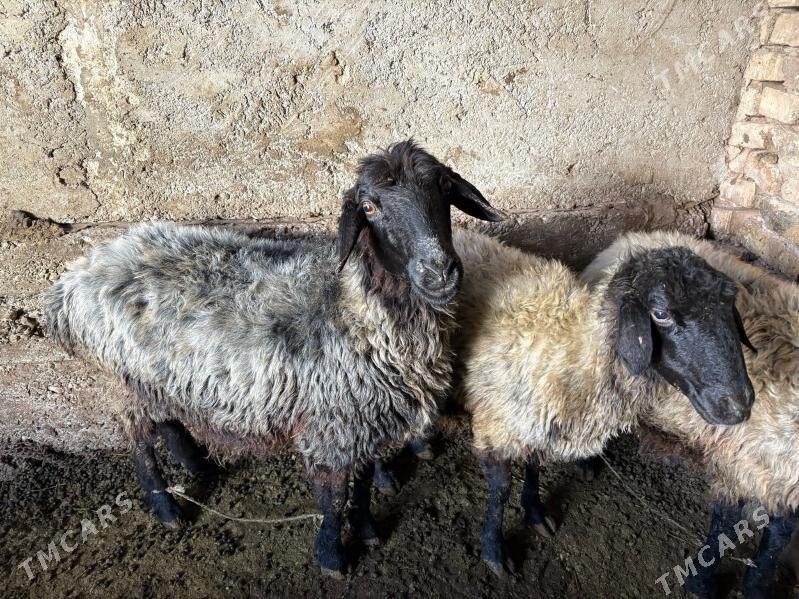 Goýun - Район ст. Аэропорта, ул. Гагарина - img 3