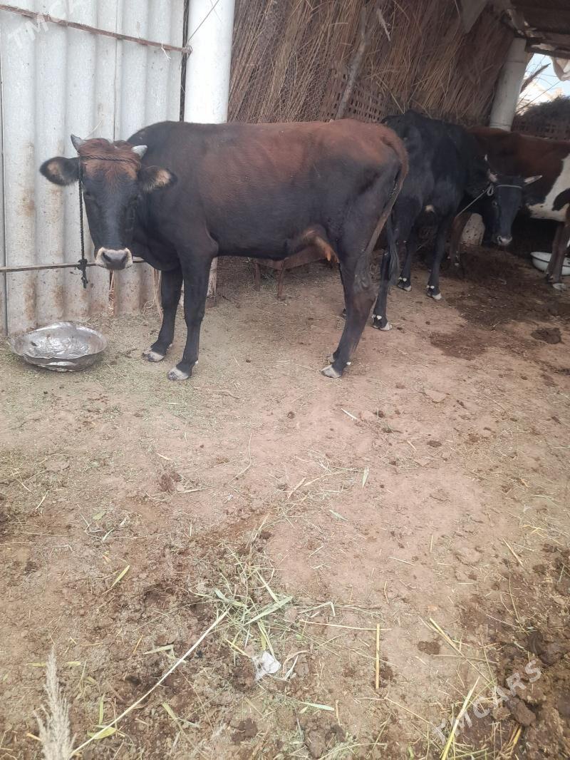 sygyr gysyr sagylya - Mary - img 3