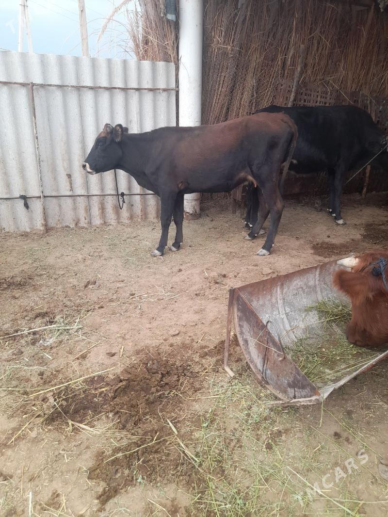 sygyr gysyr sagylya - Mary - img 2