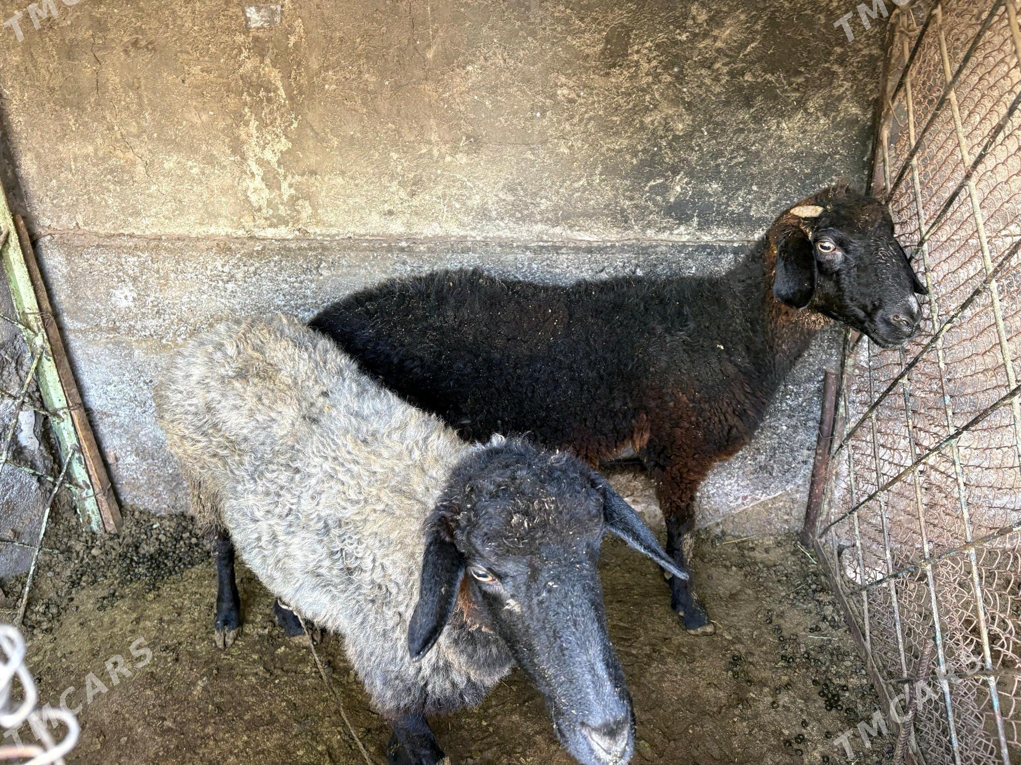 Goýun - Район ст. Аэропорта, ул. Гагарина - img 2