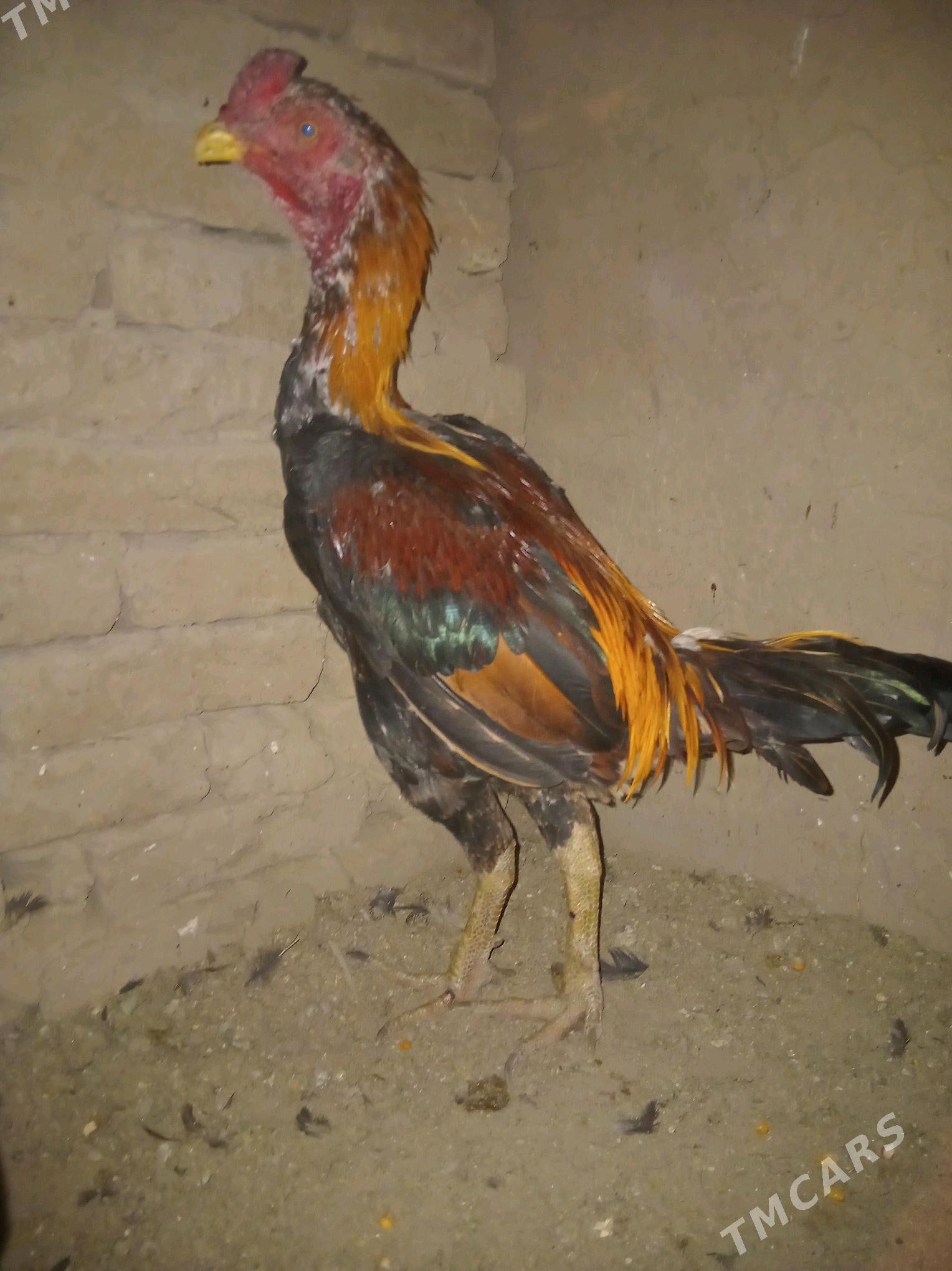 bayas horaz - Wekilbazar - img 2