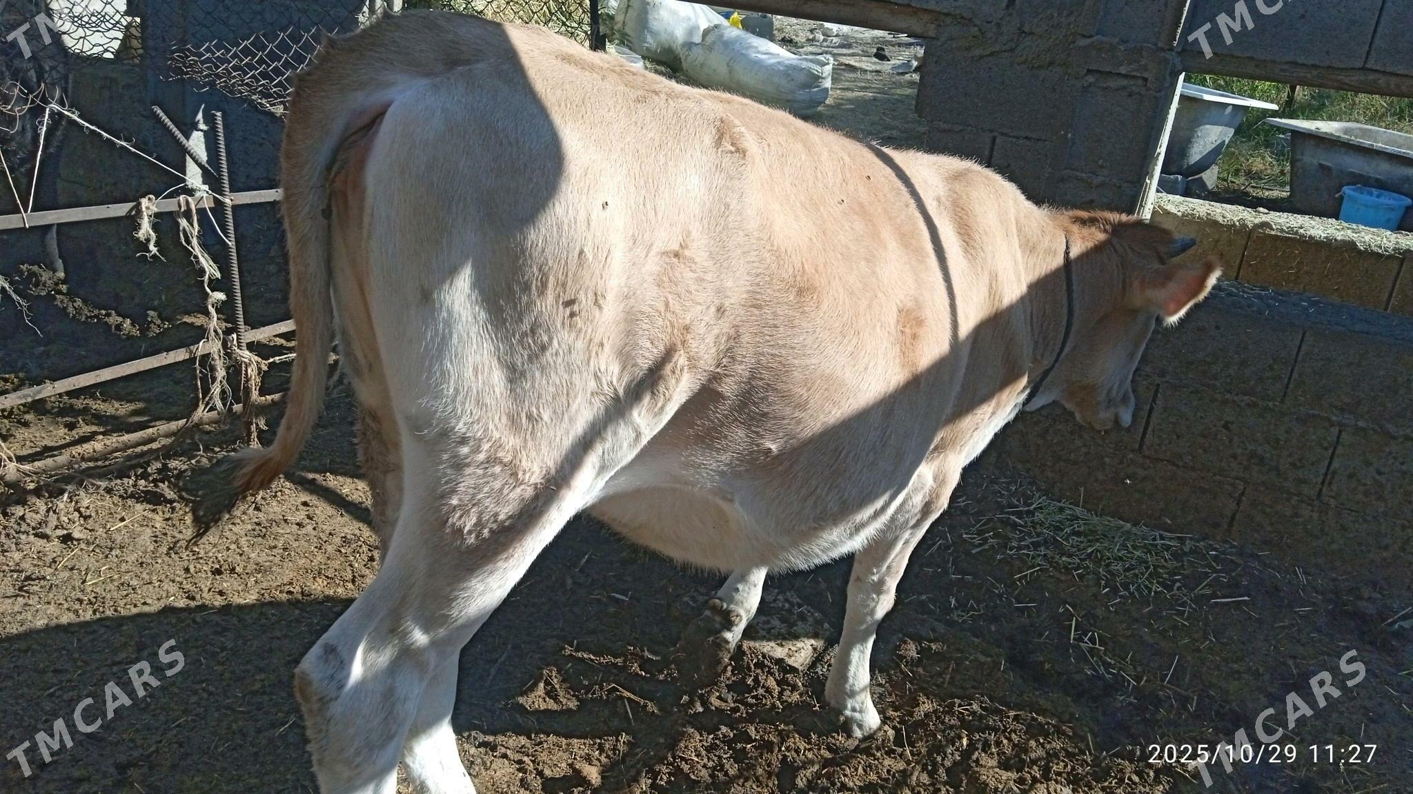 tuwe,okuz,sygyr - Бахарден - img 2