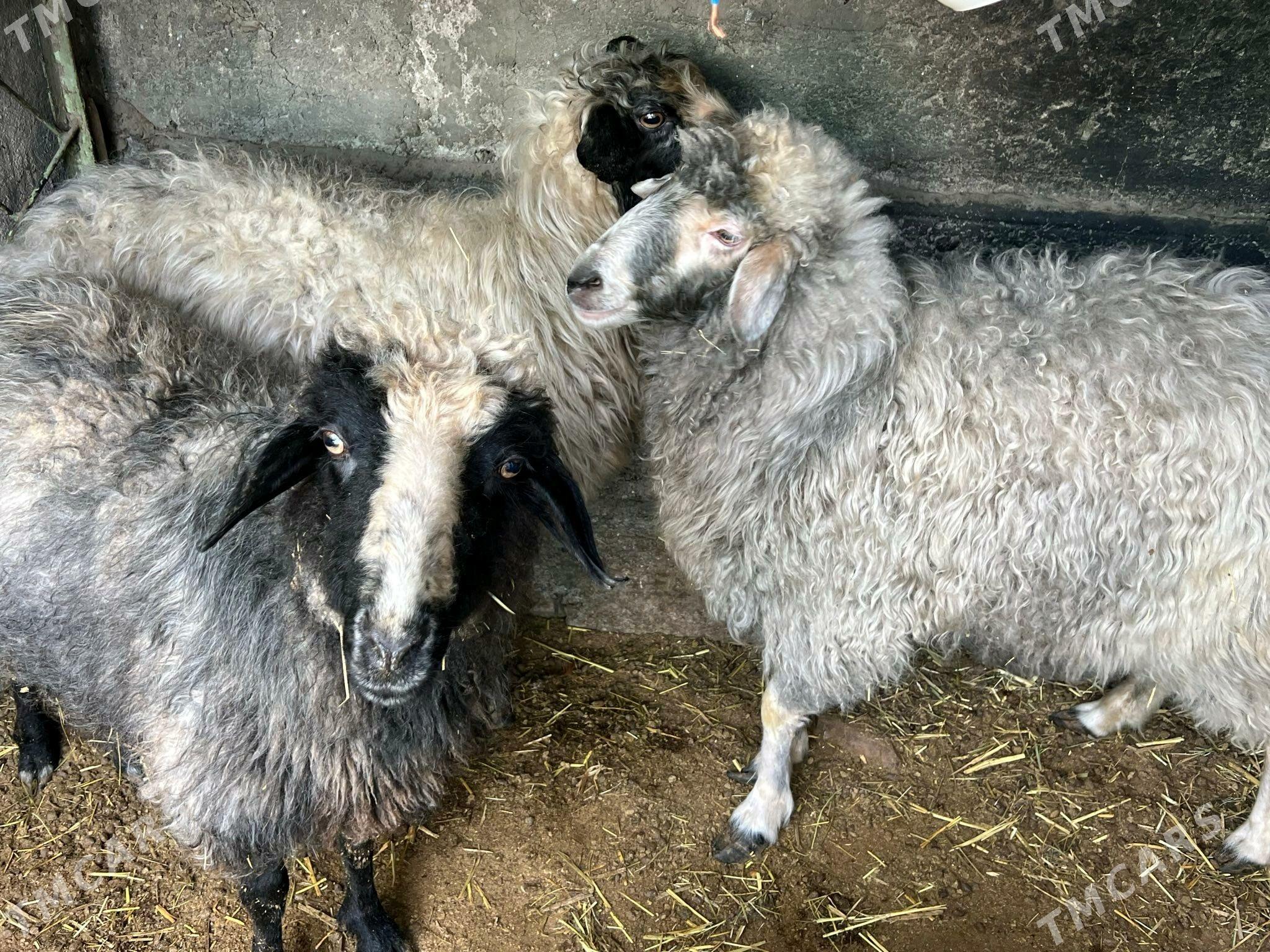 Goýun - Район ст. Аэропорта, ул. Гагарина - img 4