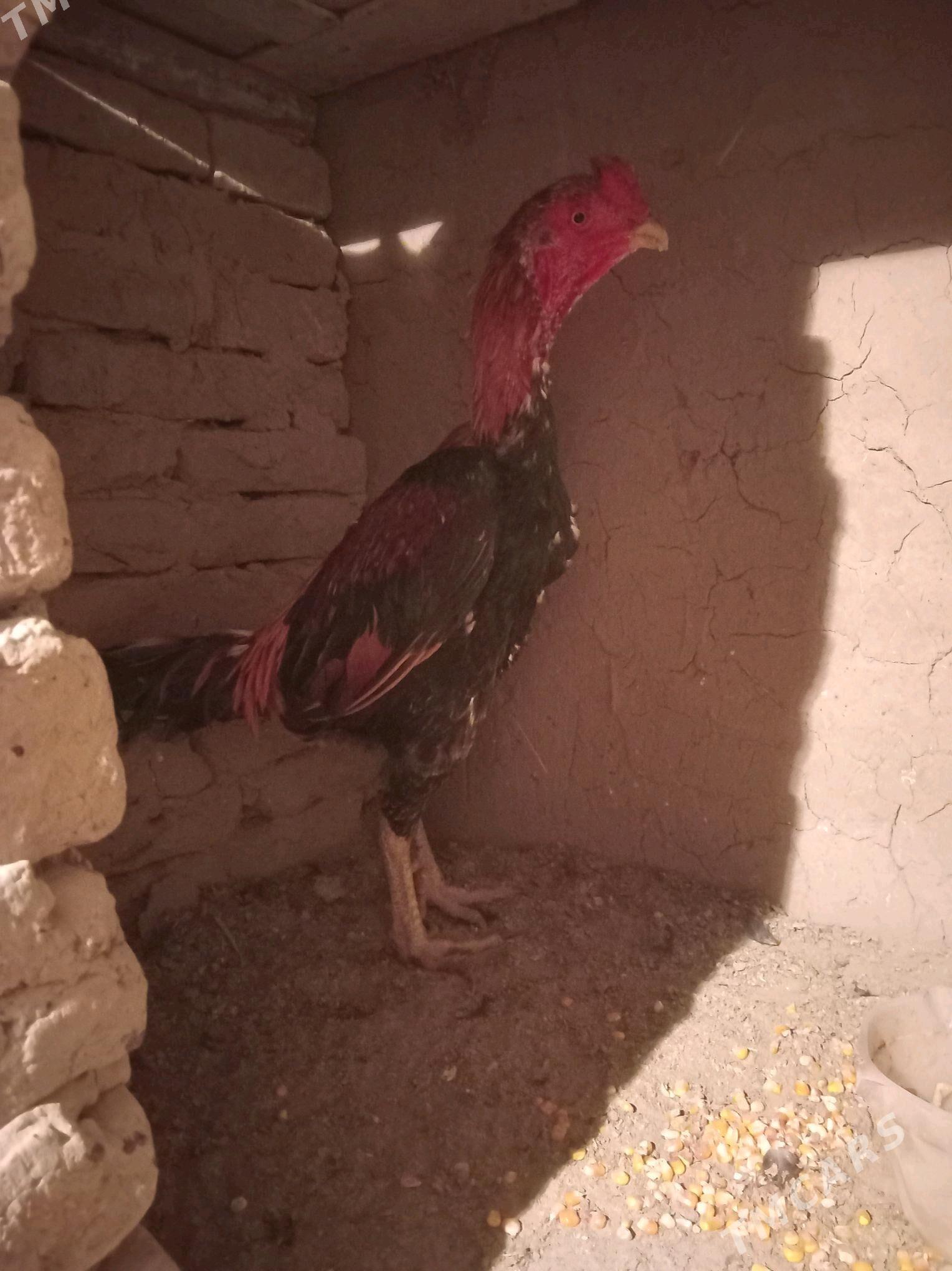 bayas horaz - Wekilbazar - img 1