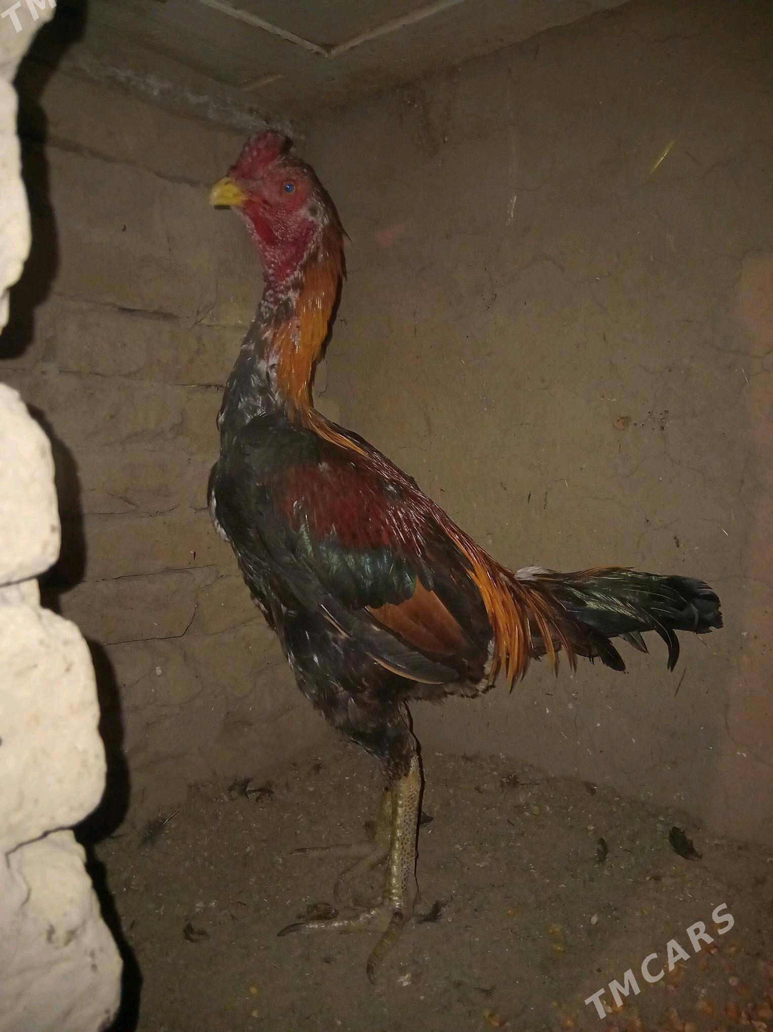 bayas horaz - Wekilbazar - img 3