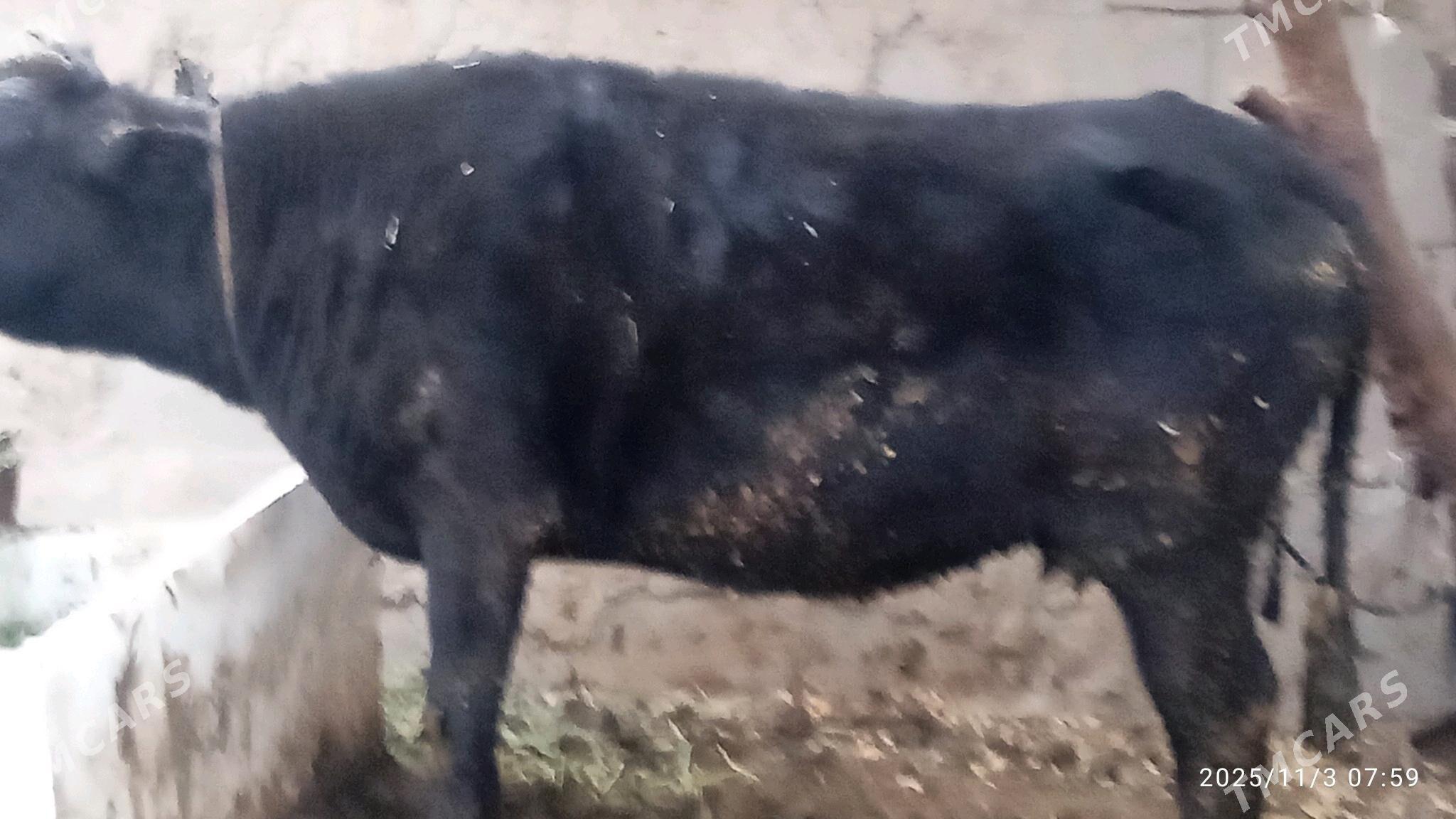 tuwe,okuz,sygyr - Бахарден - img 4