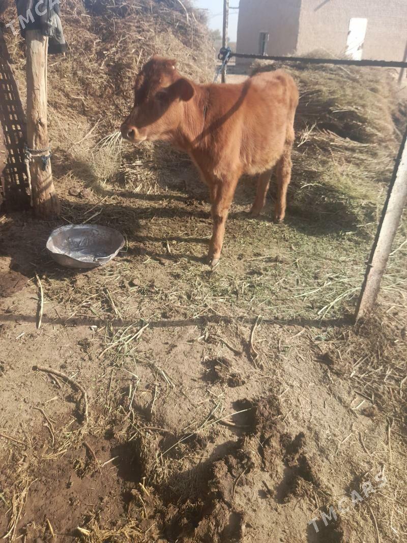 ökuzce - Mary - img 1