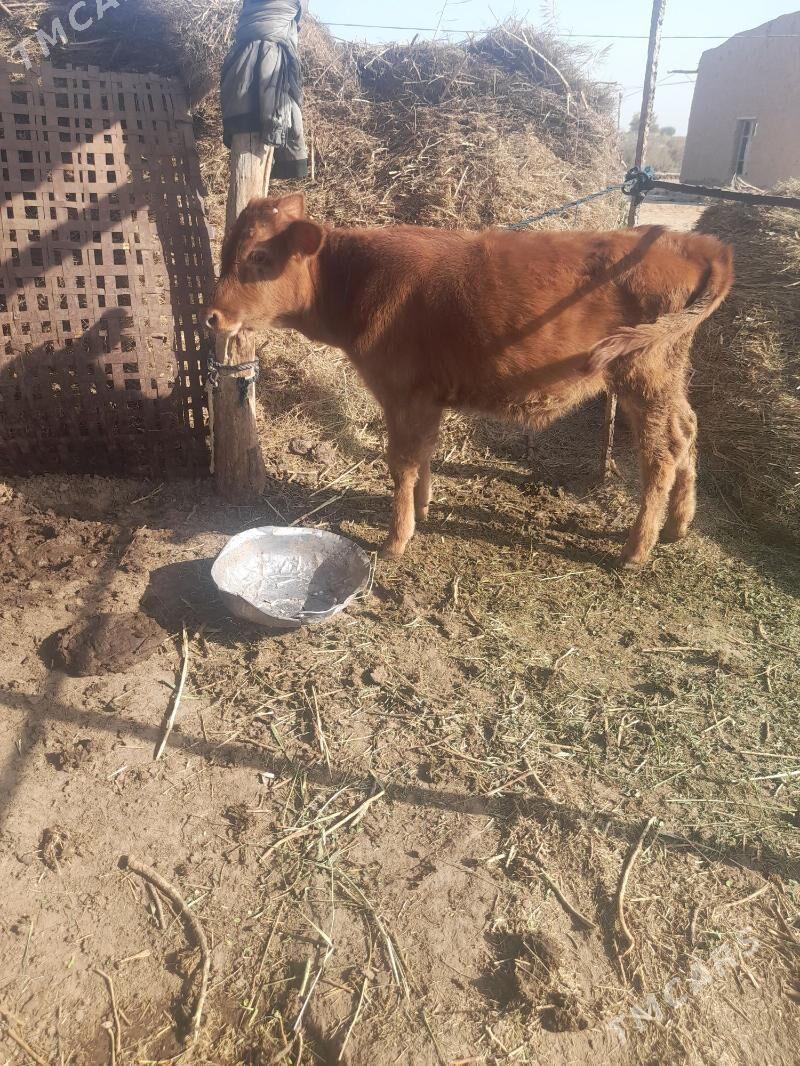 ökuzce - Mary - img 2