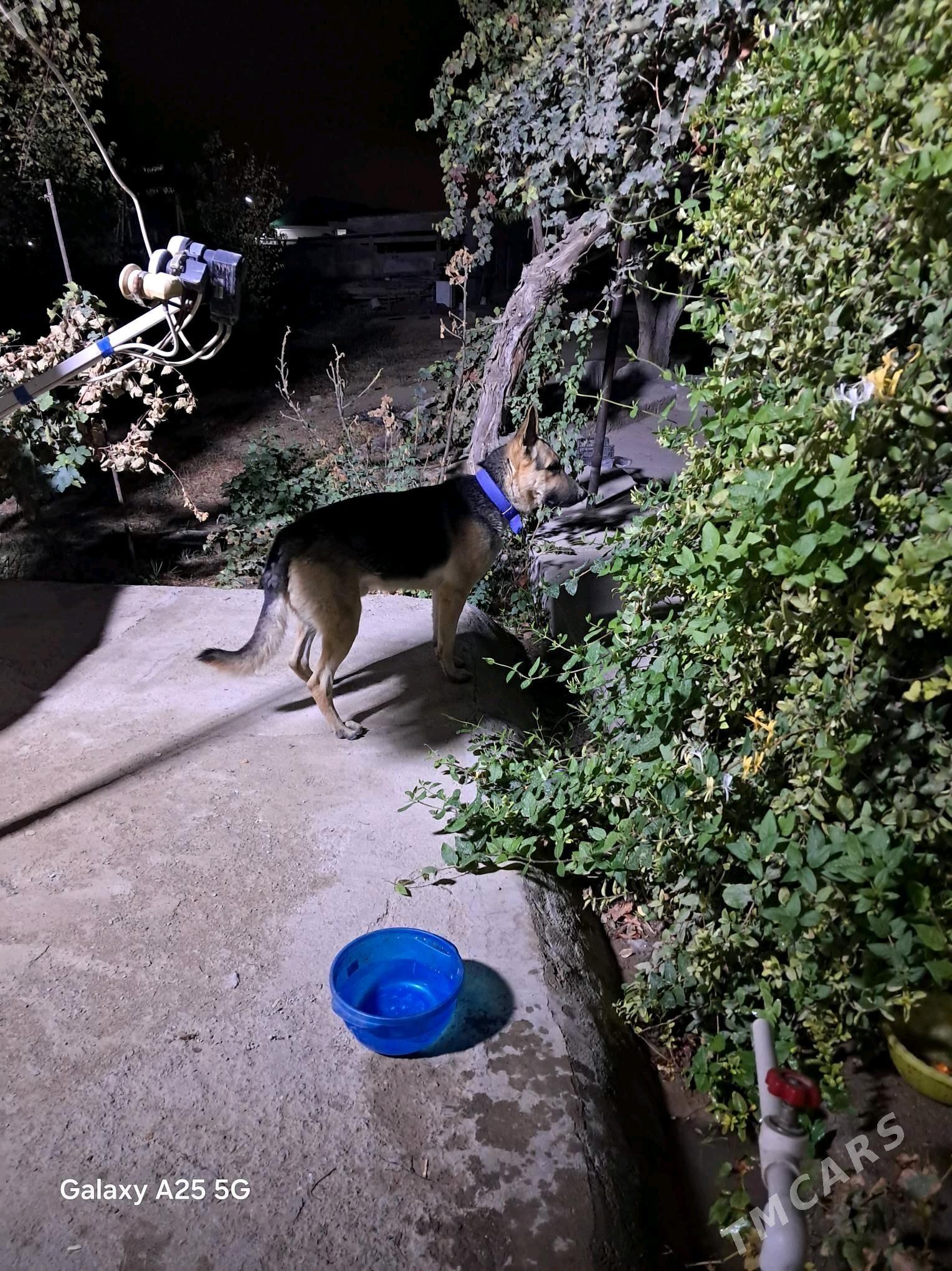 awycarka posportdy hem bardyr - Гёкдепе - img 4