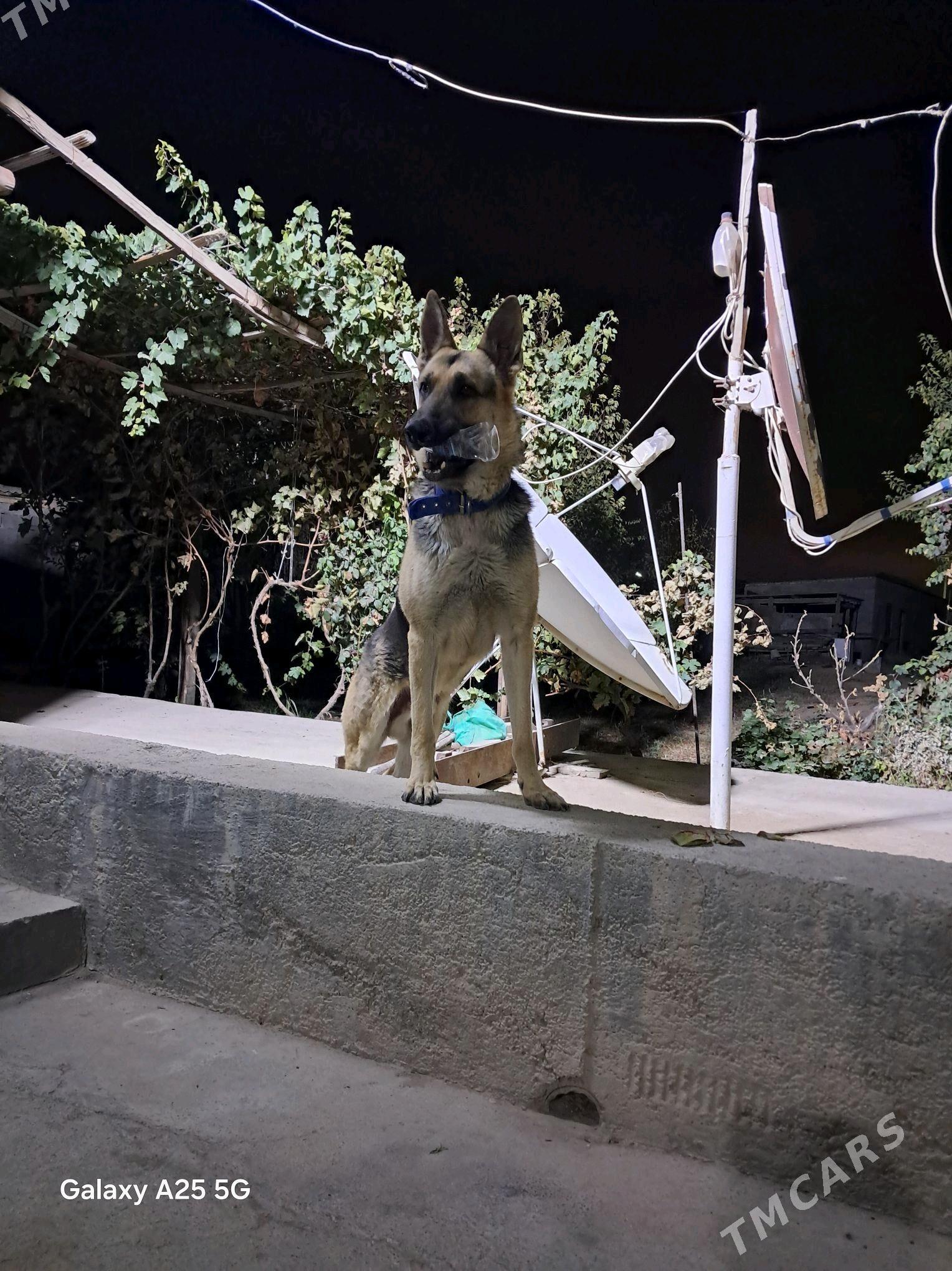 awycarka posportdy hem bardyr - Гёкдепе - img 1