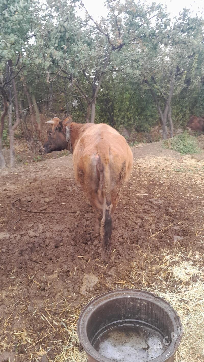 Bakylan - Mary - img 5