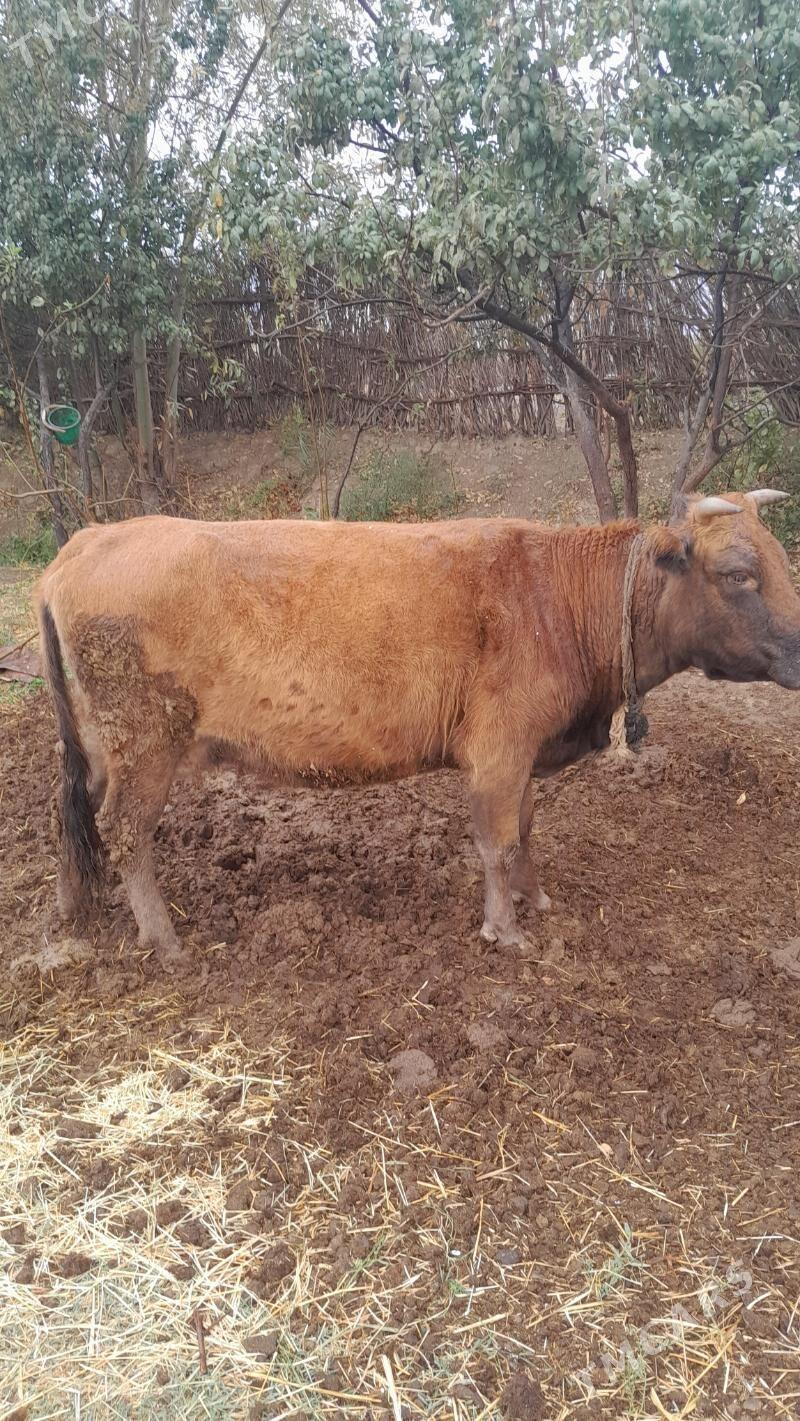 Bakylan - Mary - img 2