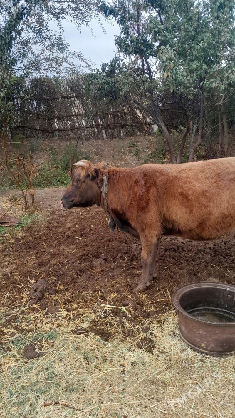 Bakylan - Mary - img 4