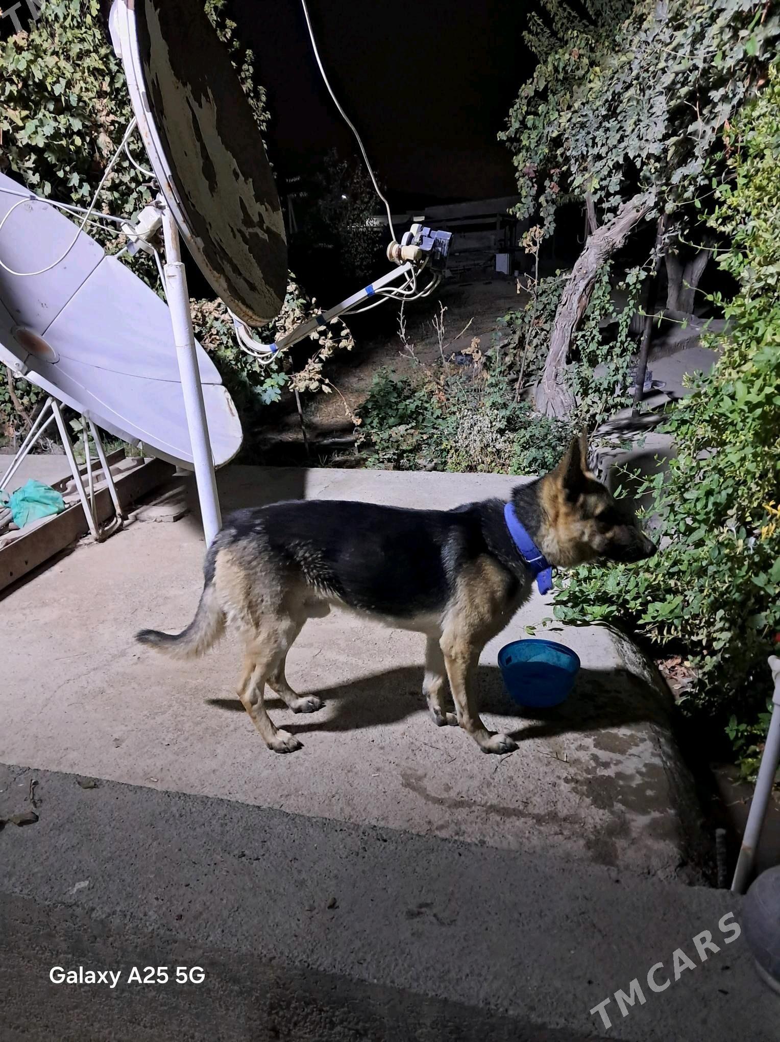 awycarka posportdy hem bardyr - Гёкдепе - img 3