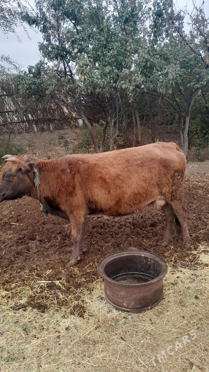 Bakylan - Mary - img 3