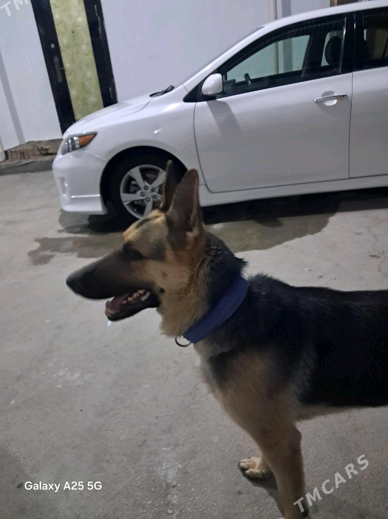 awycarka posportdy hem bardyr - Гёкдепе - img 2