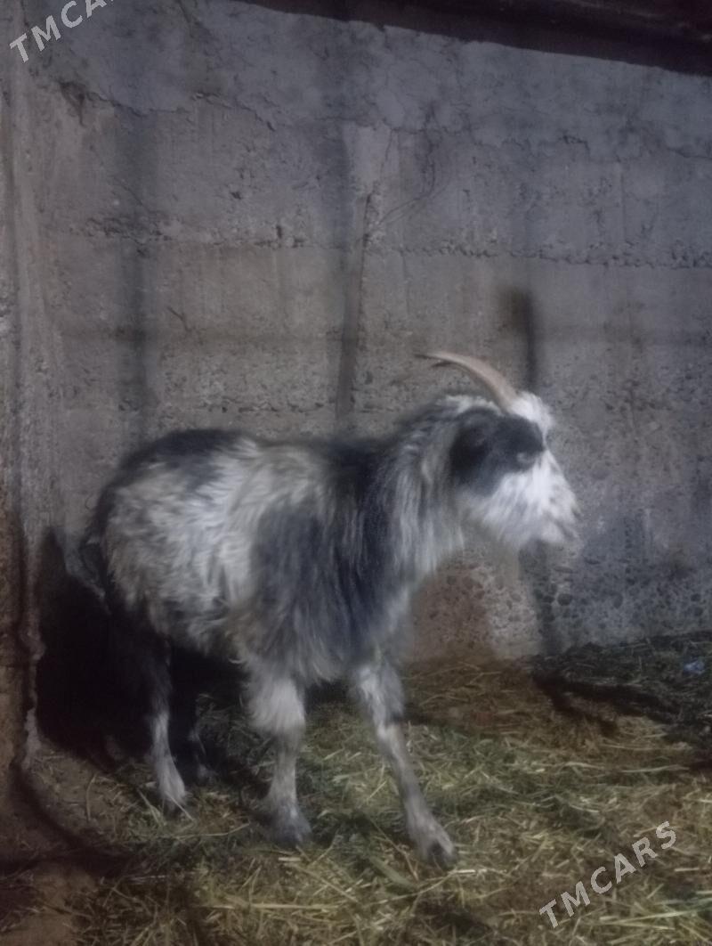 Geçi - Кипджак - img 2