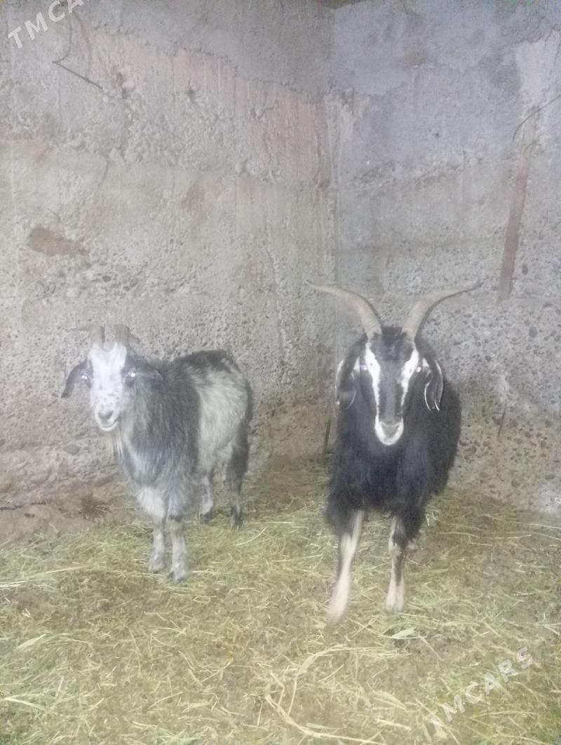 Geçi - Кипджак - img 4