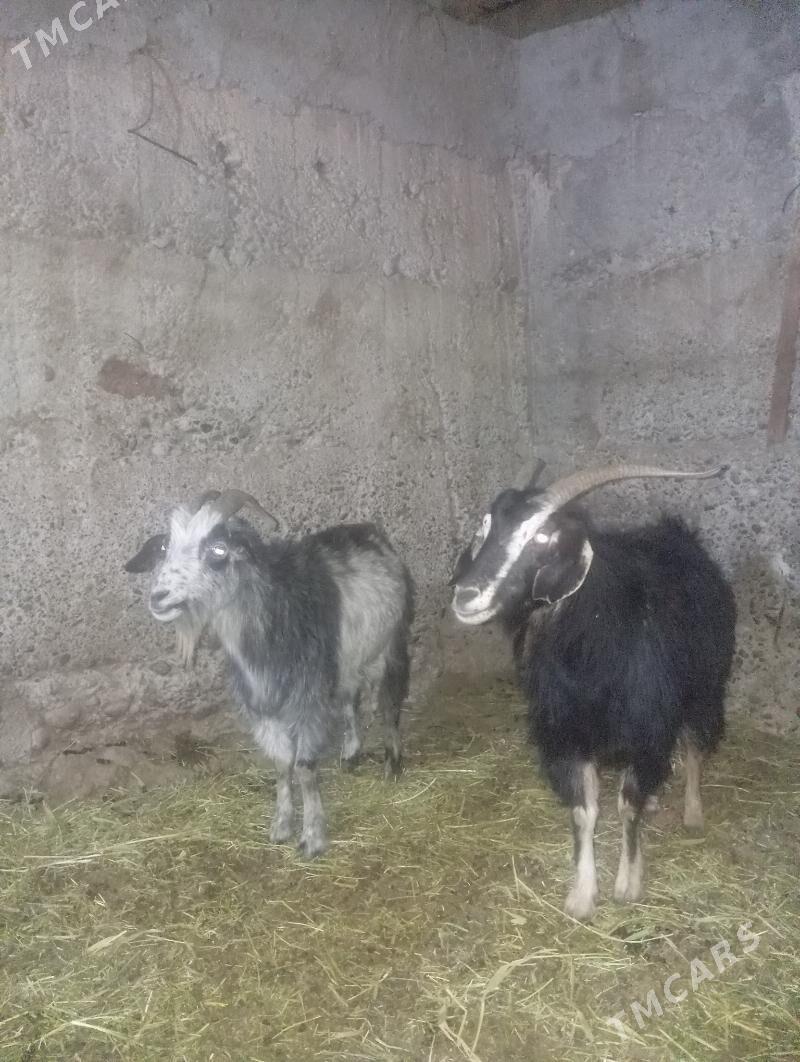 Geçi - Кипджак - img 3