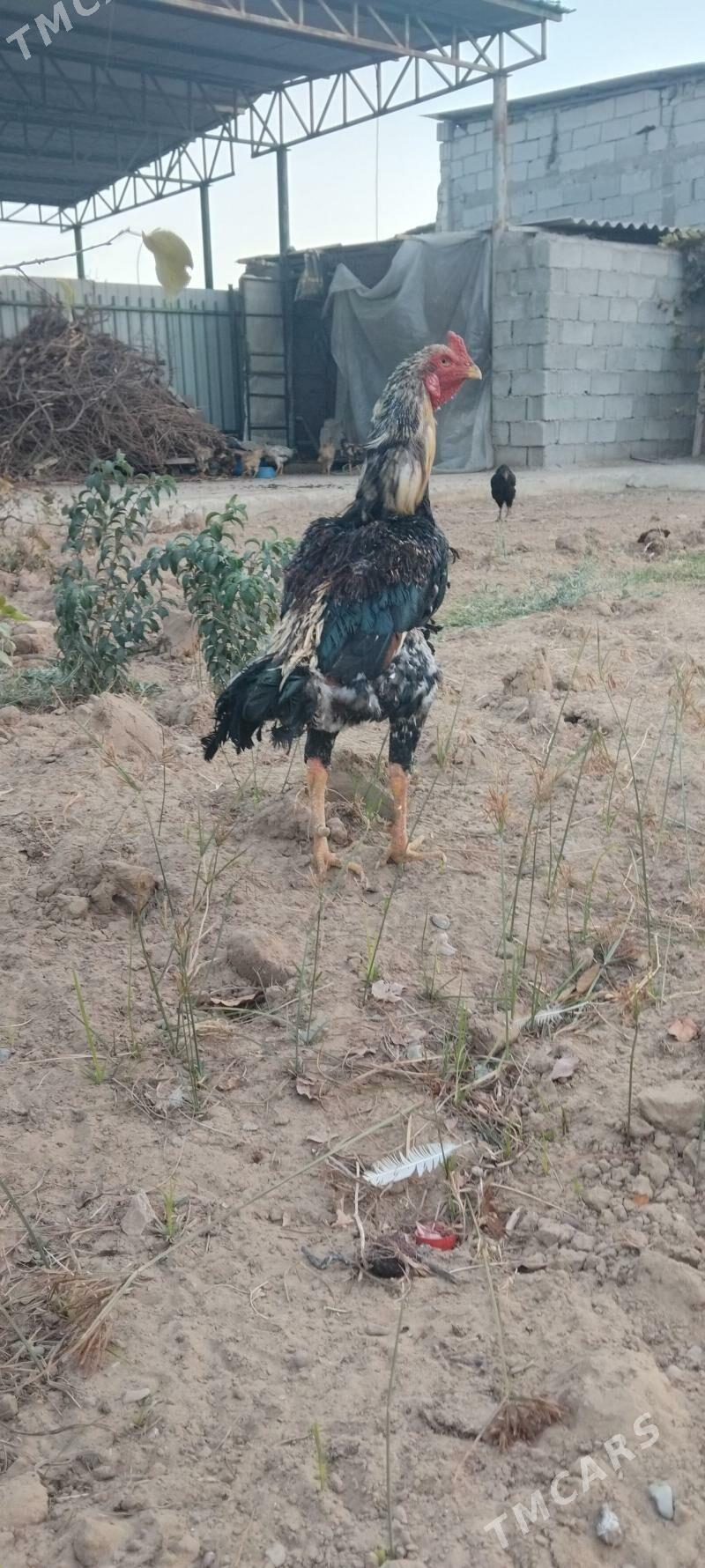 tovuk - Täze zaman - img 1