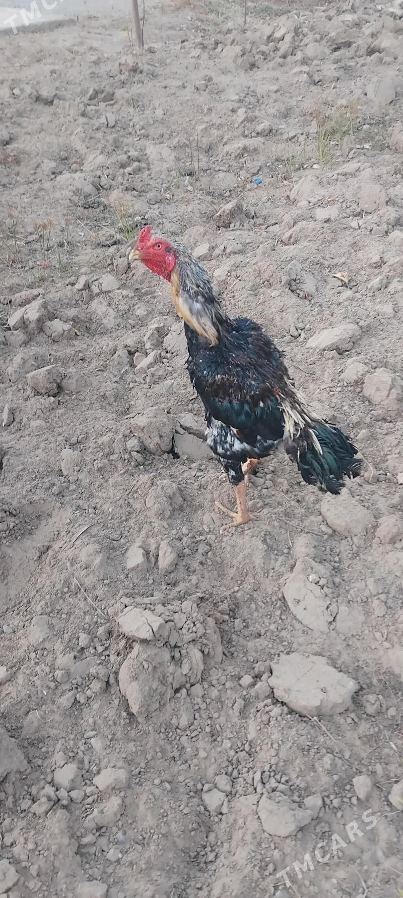 tovuk - Täze zaman - img 2