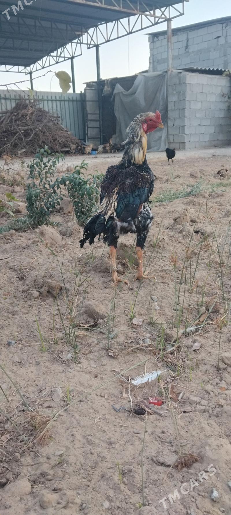 tovuk - Täze zaman - img 3