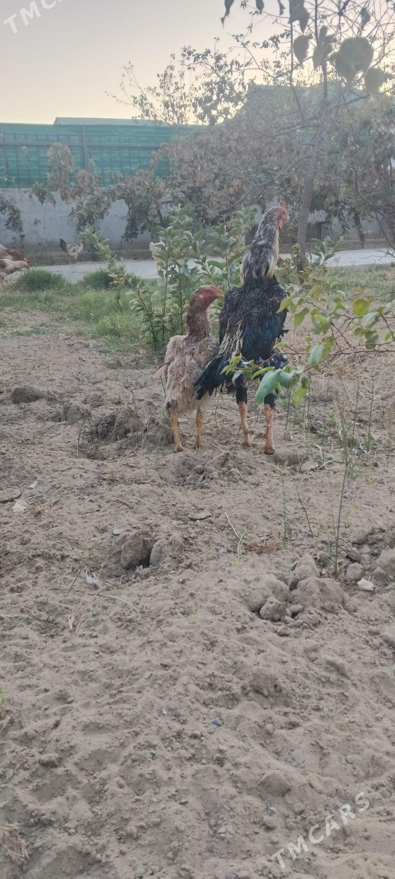 tovuk - Täze zaman - img 4