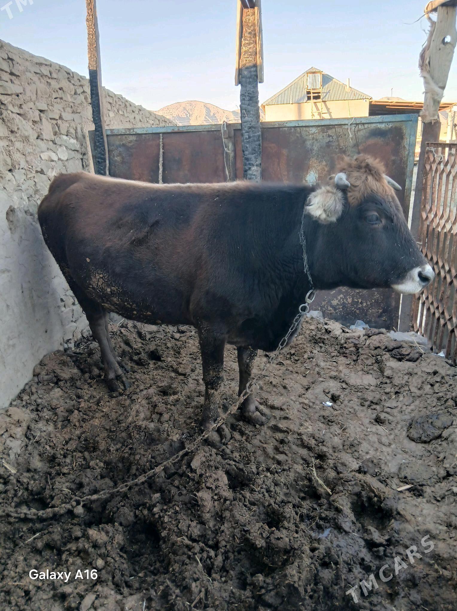 sygyr - Гызыларбат - img 5