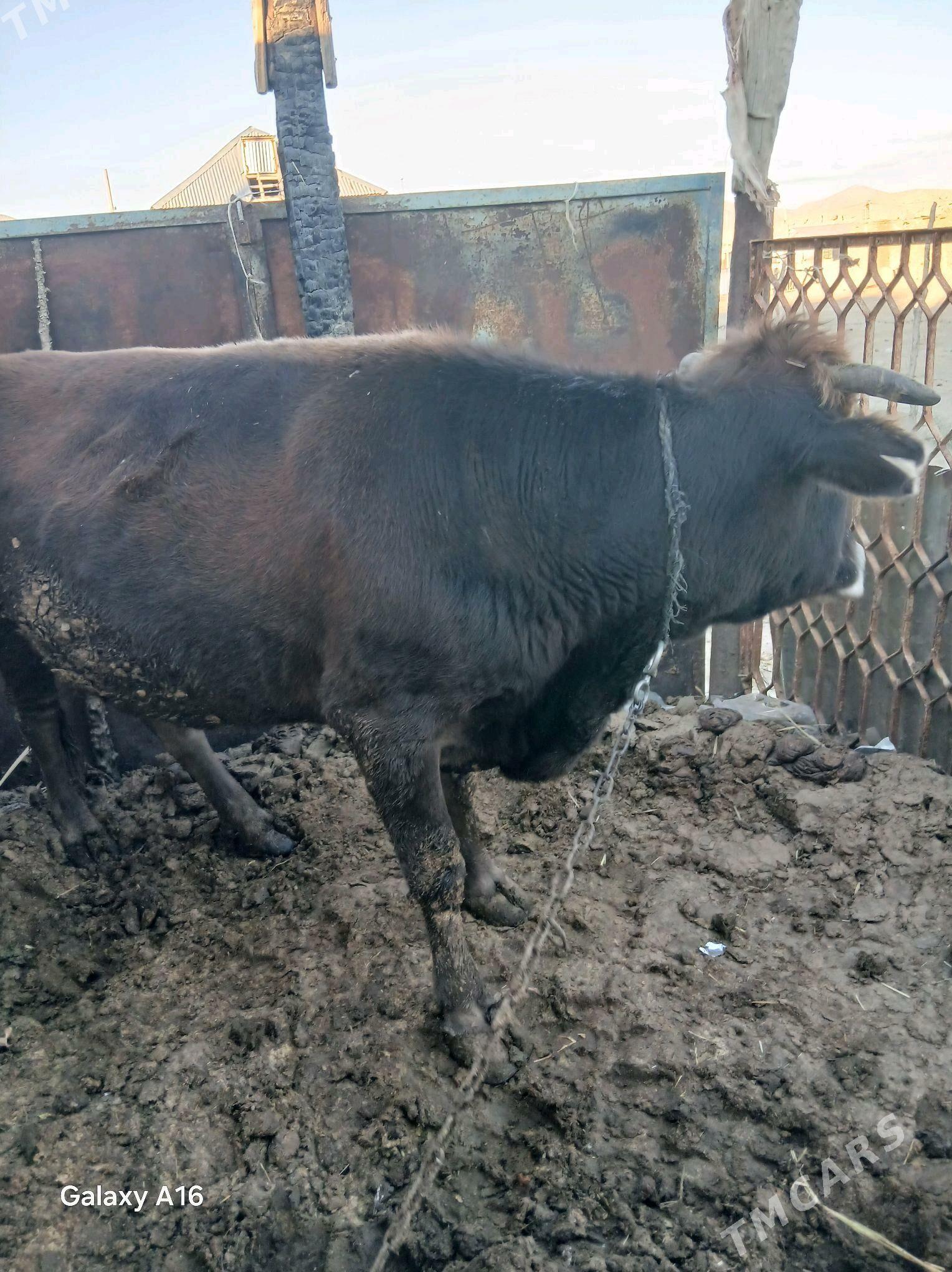 sygyr - Гызыларбат - img 3