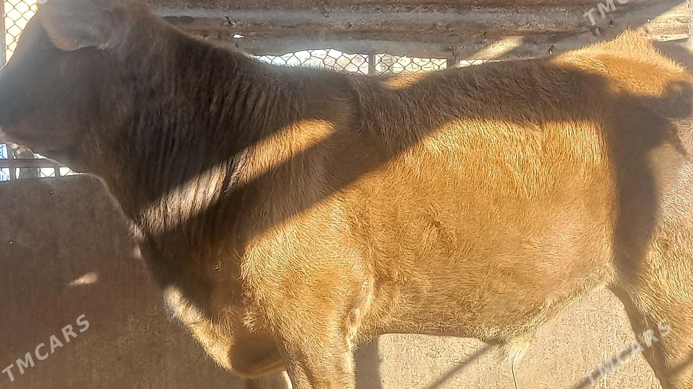 okuz - Gumdag - img 2