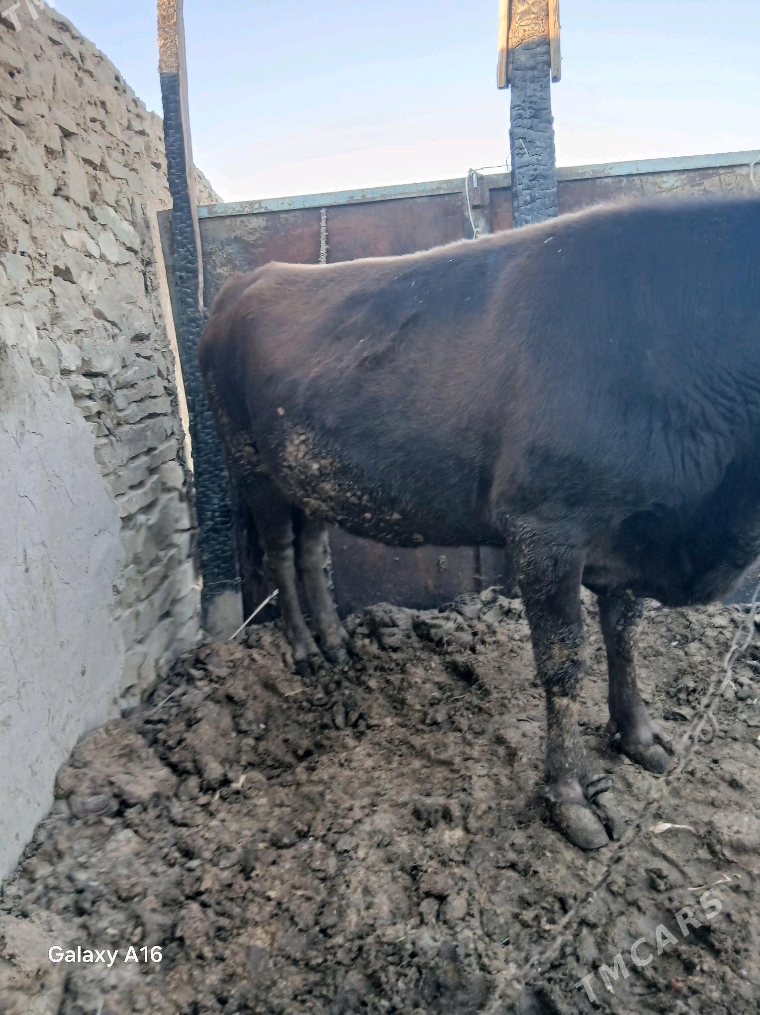 sygyr - Гызыларбат - img 2