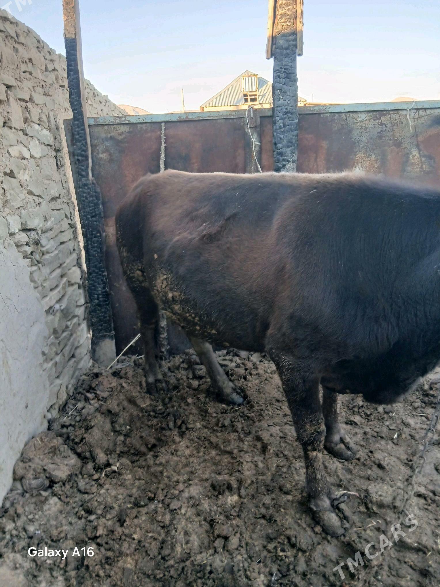 sygyr - Гызыларбат - img 4