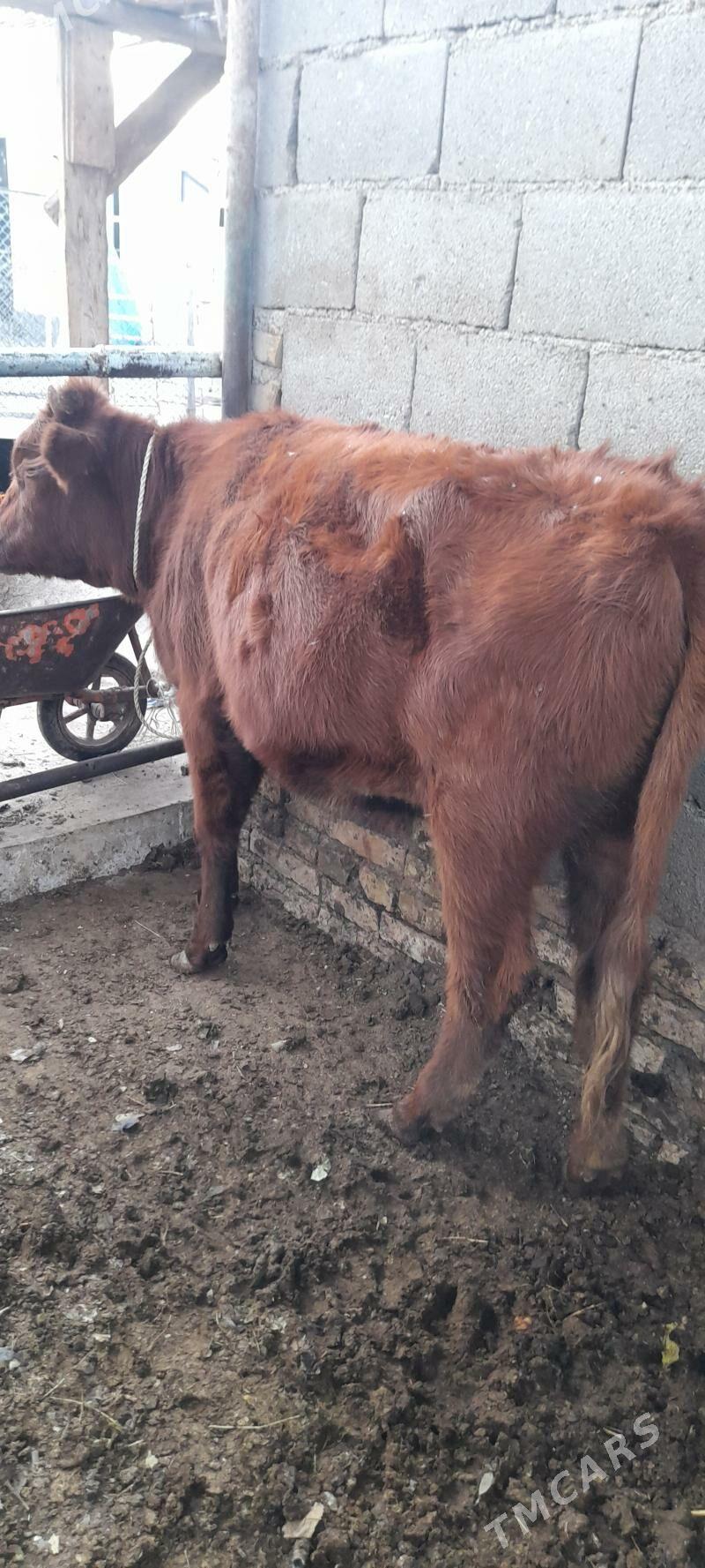 tuwe - Гарадамак - img 3