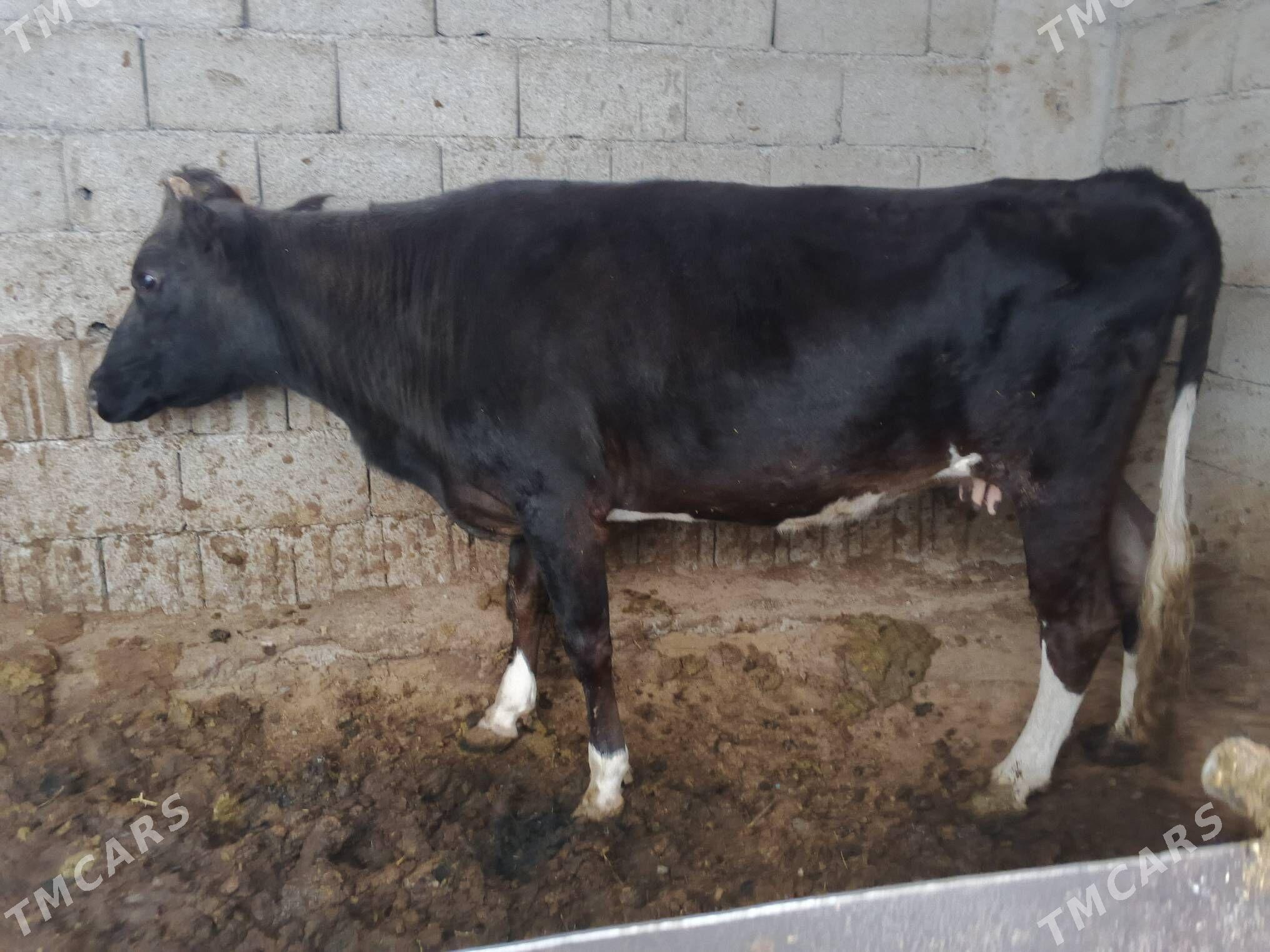 GİBRİT - Çoganly - img 2