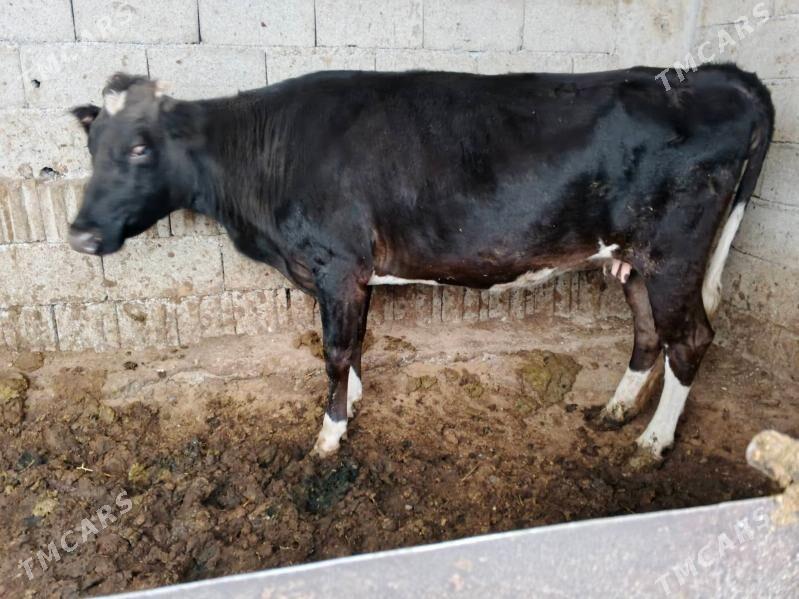 GİBRİT - Çoganly - img 3