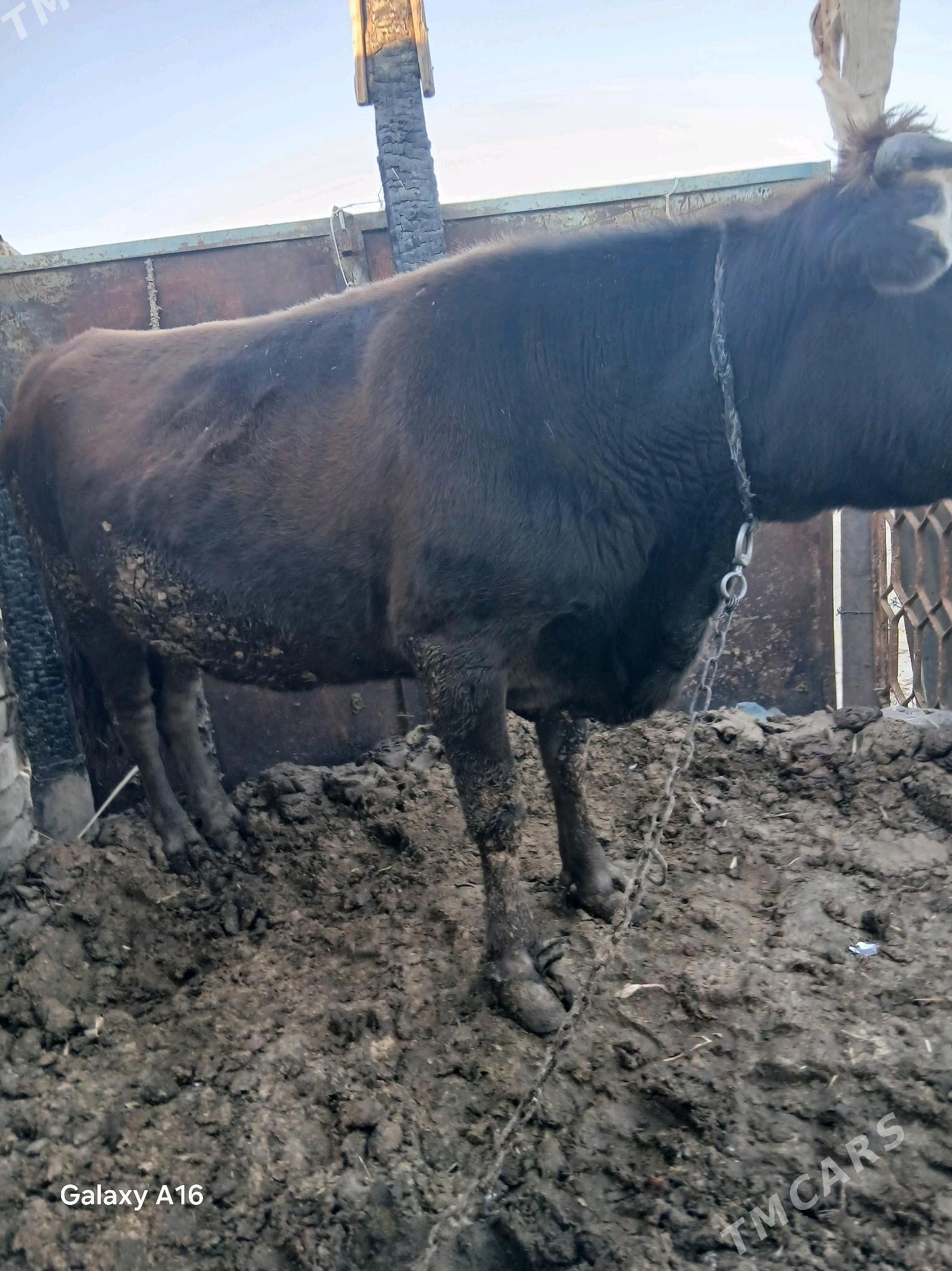 sygyr - Гызыларбат - img 1