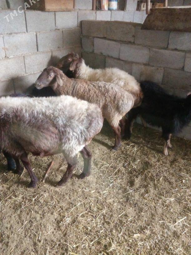 GOYUN - Бахарден - img 2