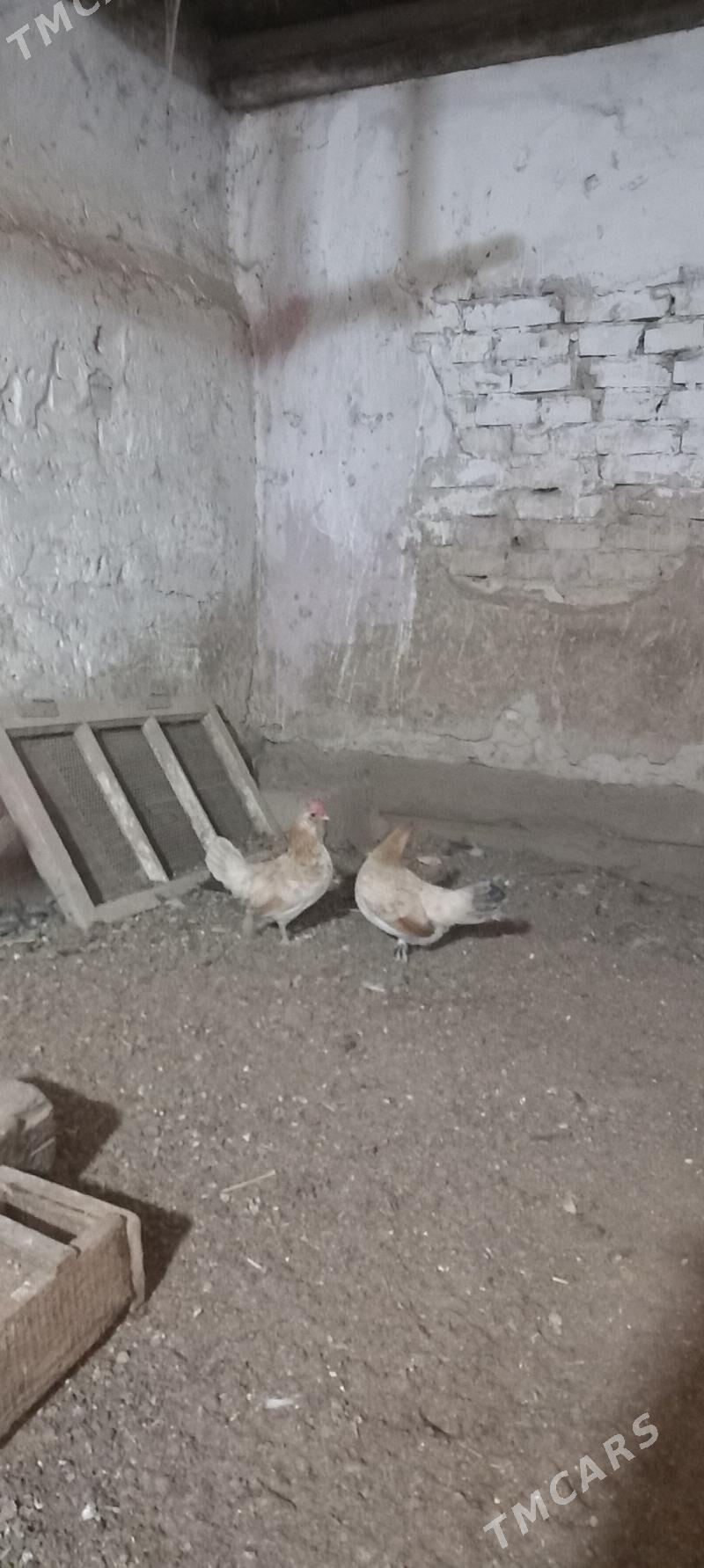 karlik - Хитровка - img 2