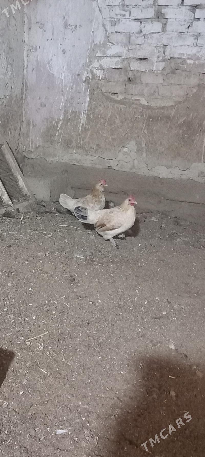 karlik - Хитровка - img 1