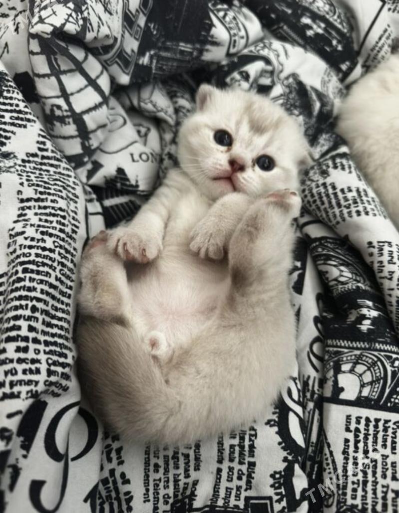 британские котята - Aşgabat - img 2