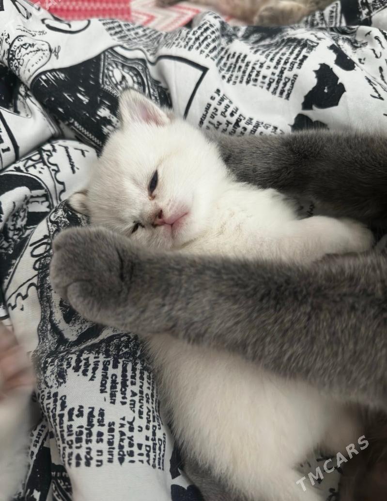 британские котята - Aşgabat - img 9