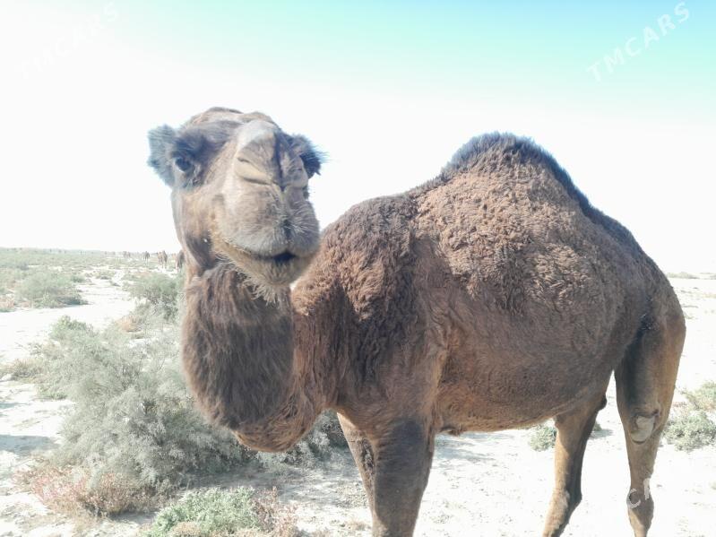 DUYE MALLAR - Кака - img 1