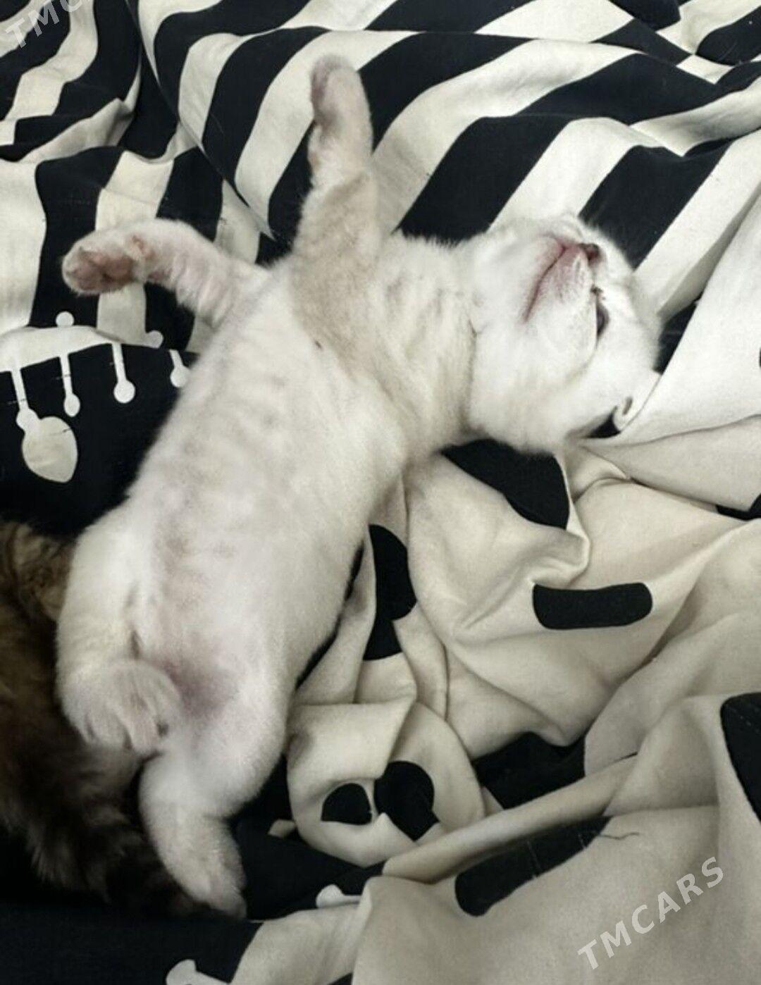 британские котята - Aşgabat - img 4