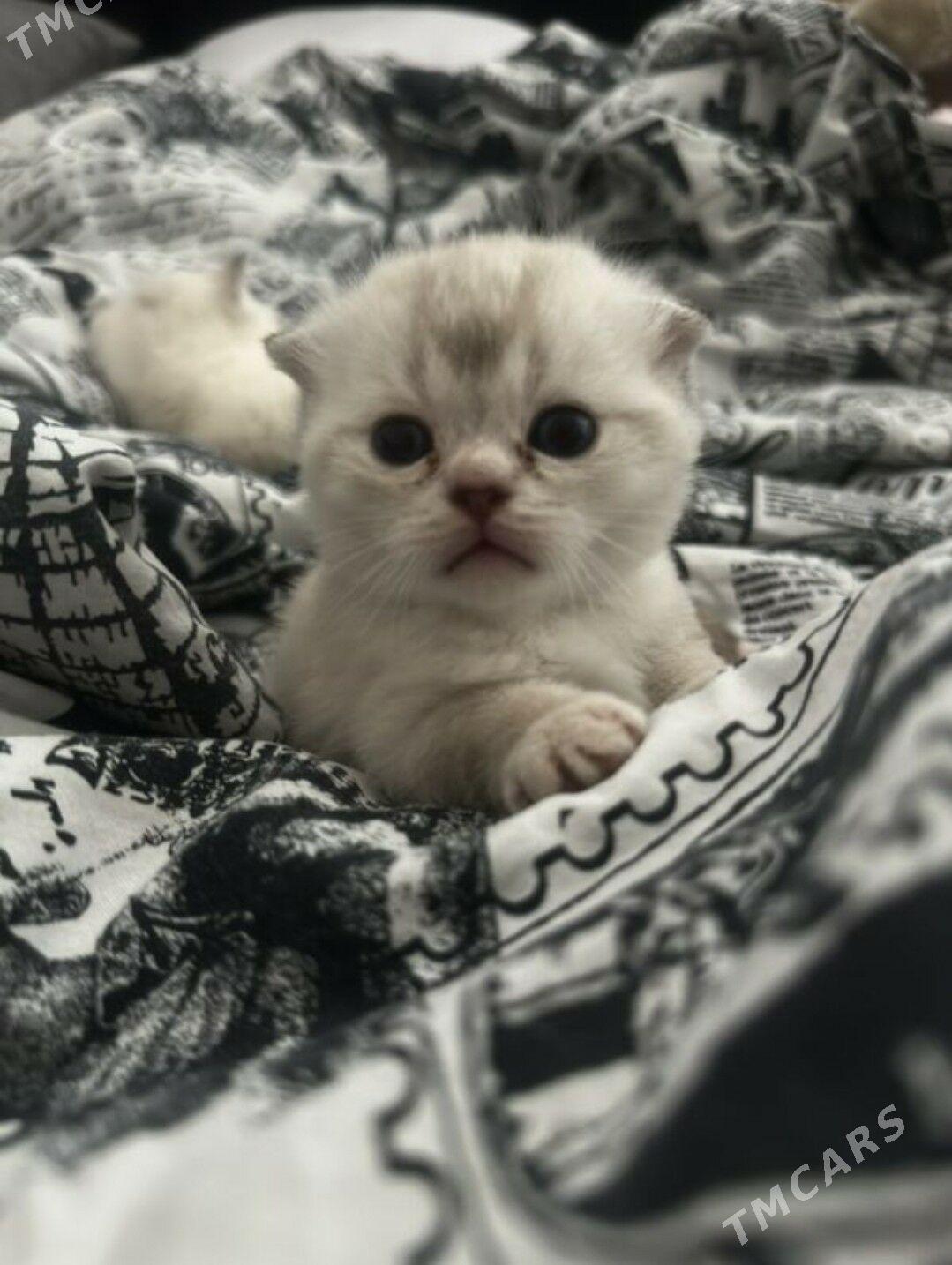 британские котята - Aşgabat - img 3