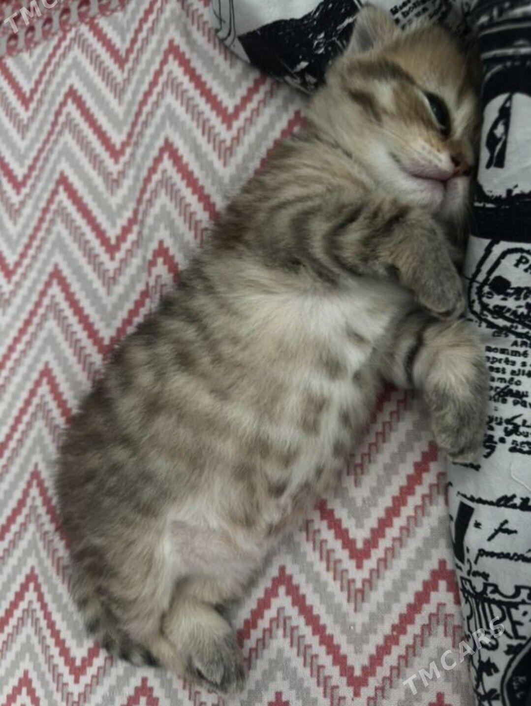 британские котята - Aşgabat - img 5