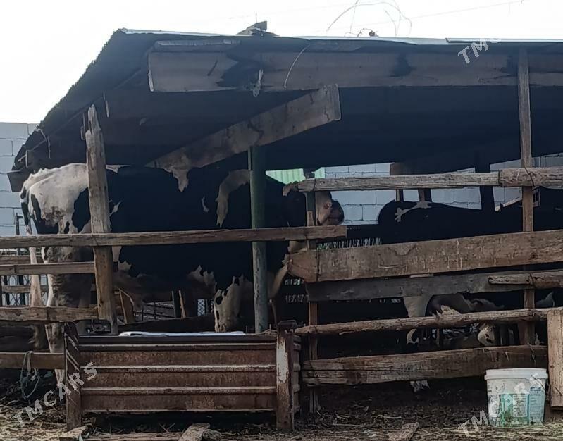 galsteyin okuz - Aşgabat - img 2