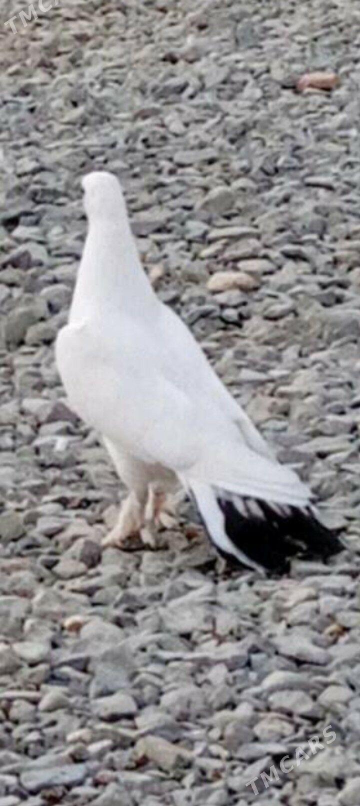 kepderi - Ашхабад - img 3